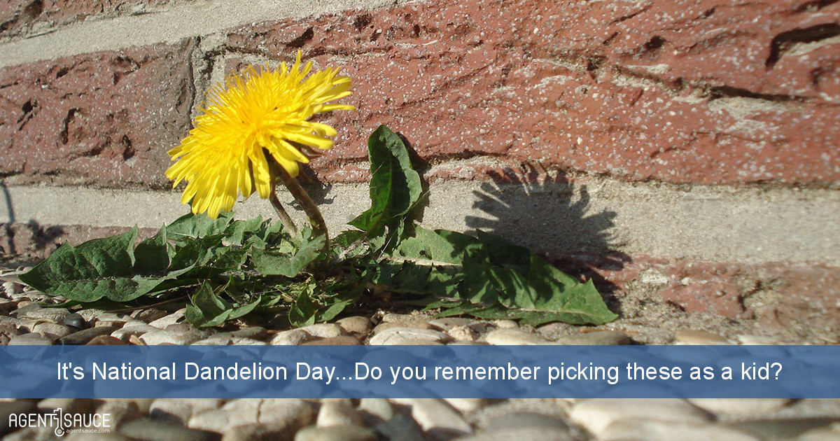 It's National Dandelion Day...Do you remember picking these as a kid?