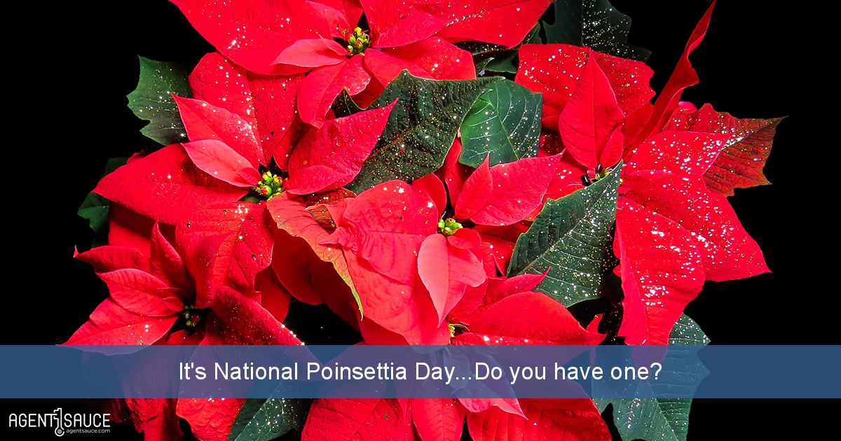 It's National Poinsettia Day...Do you have one?