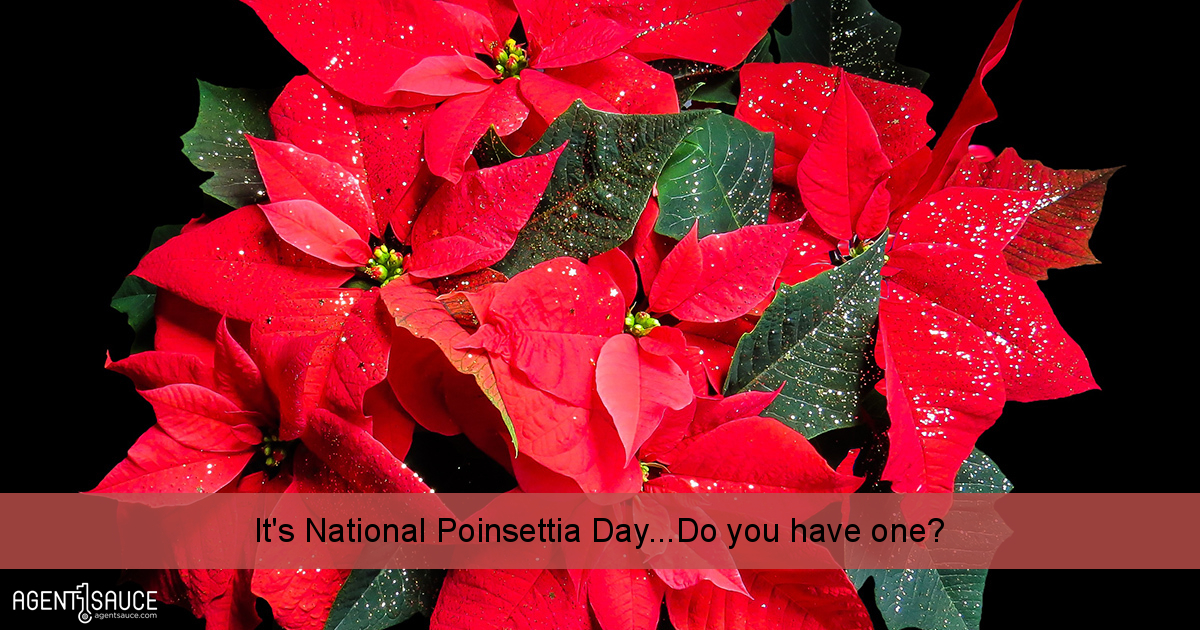 It's National Poinsettia Day