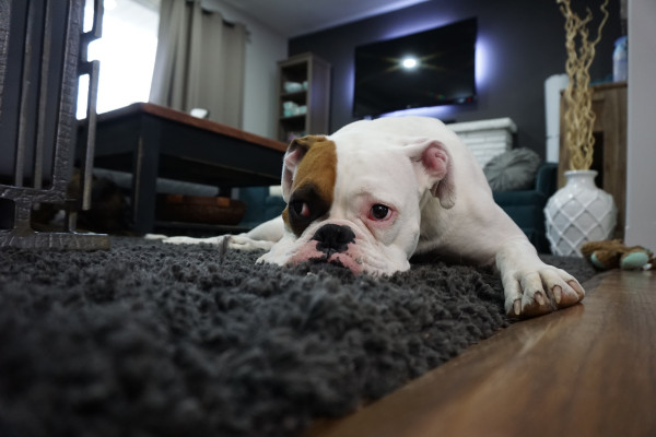 Tips for keeping your home clean with pets